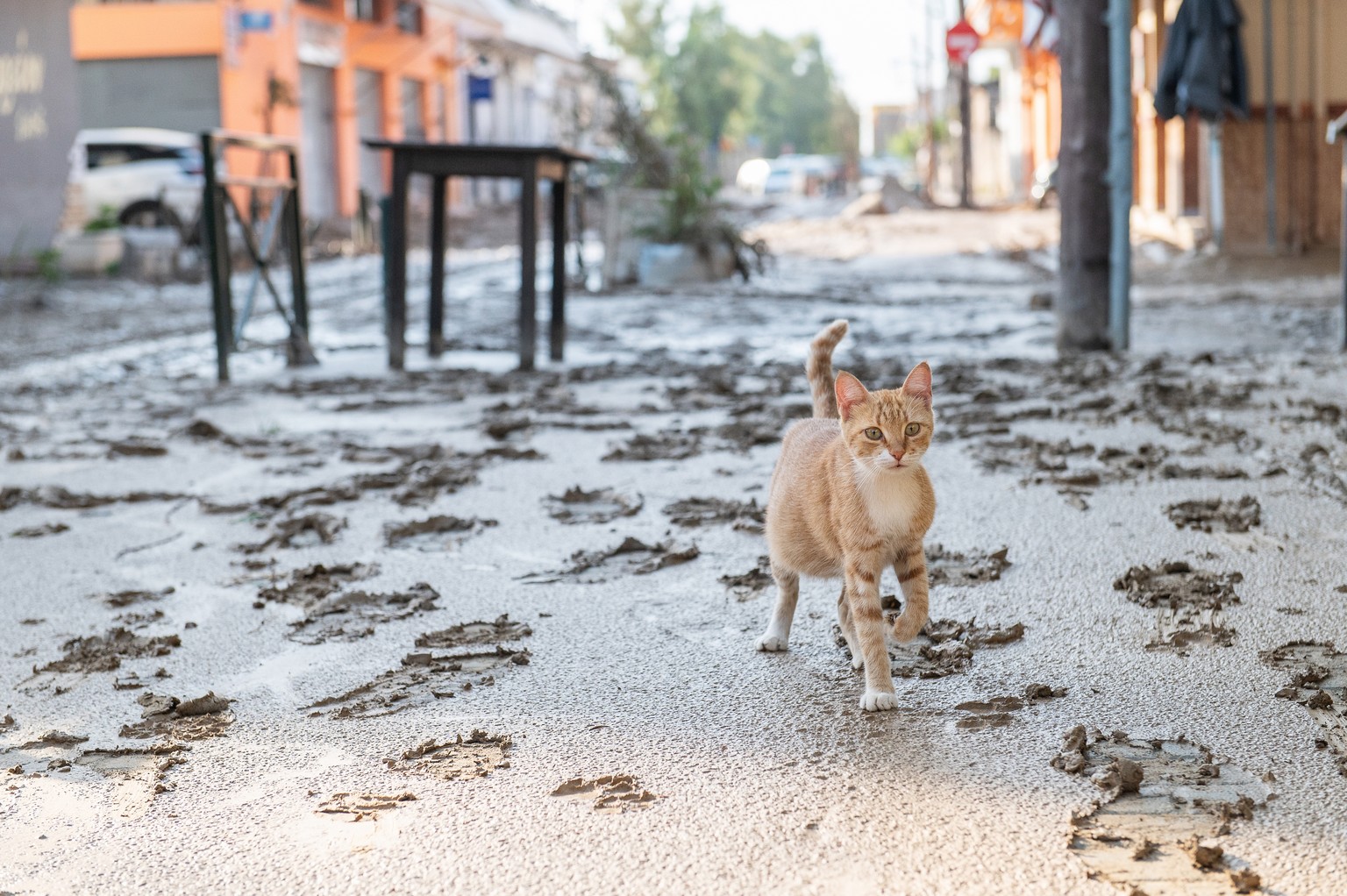 epa10848232 A cat walks across a mud-covered road in coastal port city of Volos, in Magnesia regional unit, Thessaly region, after storm &#039;Daniel&#039; swept across central Greece, 08 September 20 ...