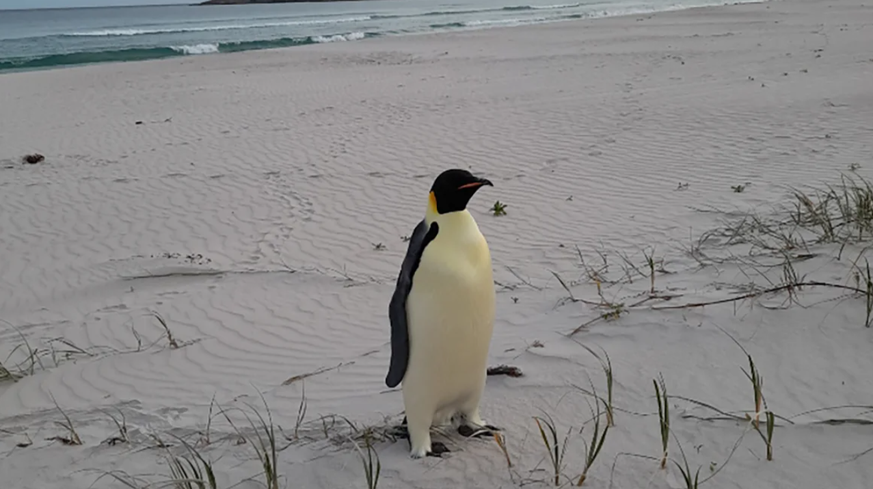 Pinguin Gus Australien