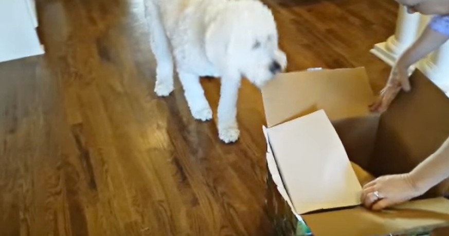 Weisst du, wie das perfekte Geburtstagsgeschenk für einen Hund aussieht