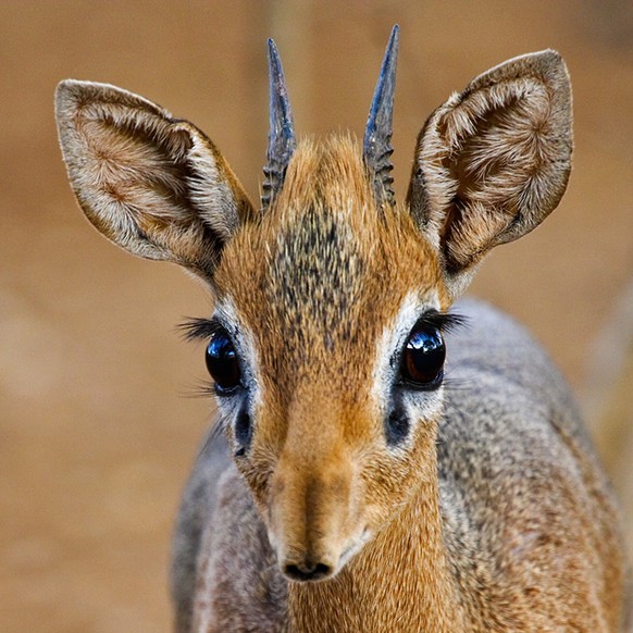 DikDik