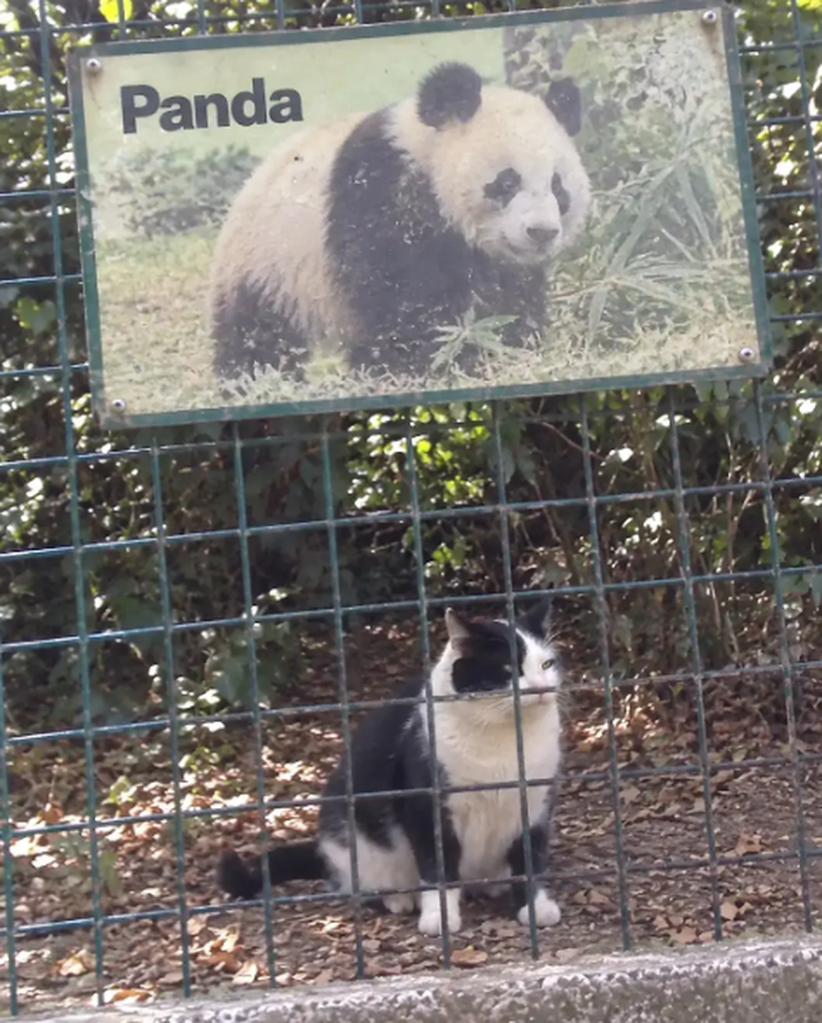 Lustige Fails: Katze im Panda-Gehege