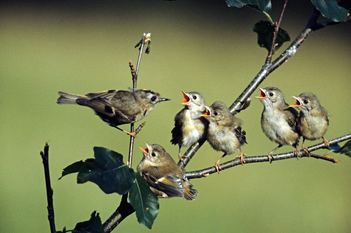 Bildnummer: 52412467 Datum: 15.07.2007 Copyright: imago/McPHOTO/Thielscher
Wintergoldhähnchen (Regulus regulus) - Weibchen mit Jungvögel, Tiere; 2007, Ostalbkreis, Deutschland, Vögel, Jungvogel, Jungv ...