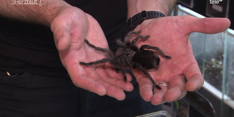 Für Menschen mit Spinnenangst eine Horrorvorstellung: Eine Vogelspinne in den Händen halten. (Archivbild)