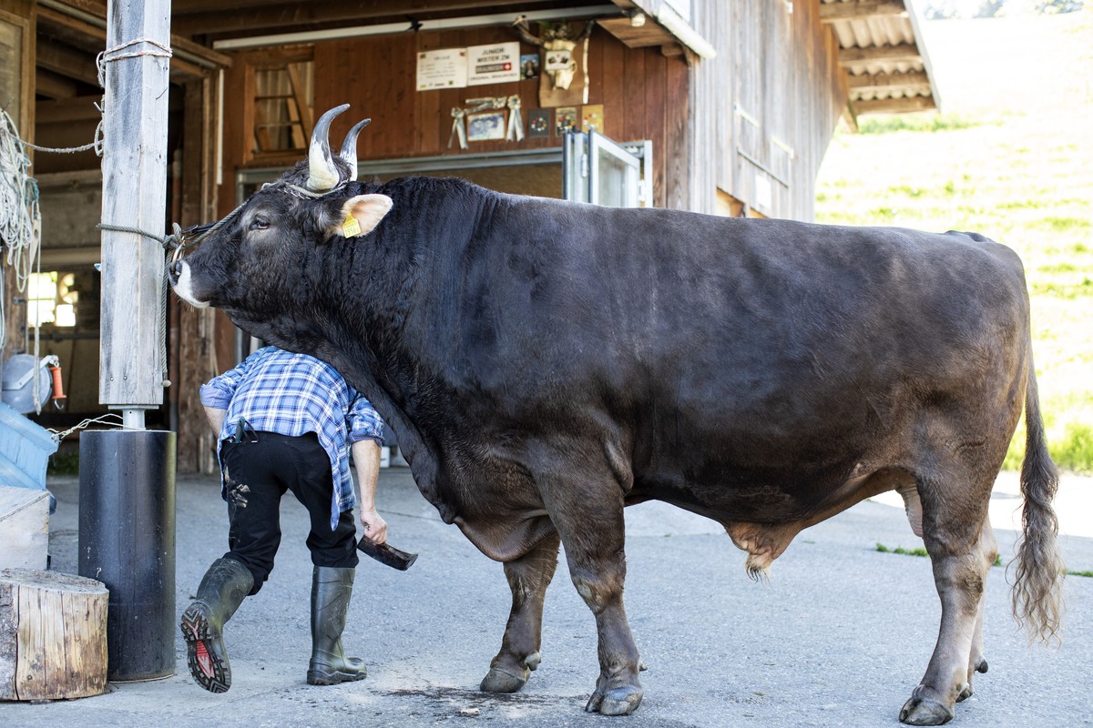 Maendel Nussbaumer betreut Stier Kolin, Siegermuni des Eidgenoessischen Schwing- und Aelplerfest 2019 in Zug, am Samstag, 1. Juni 2019, in Unteraegeri. (KEYSTONE/Alexandra Wey)
