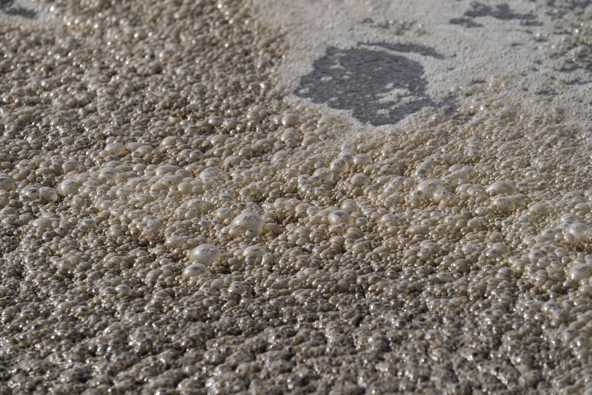 Bacteria emerge on the surface of a biological purification tanks at the MM San Rocco water plant, in Milan, Italy, Wednesday, March 20, 2024. Milan purifies its wastewater and a significant portion i ...