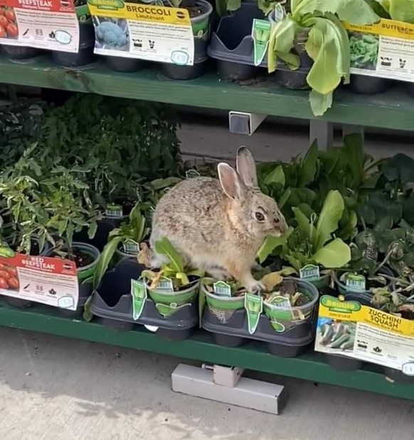 Nice news about animal rabbit https://imgur.com/t/bunny/ep5Ay9J