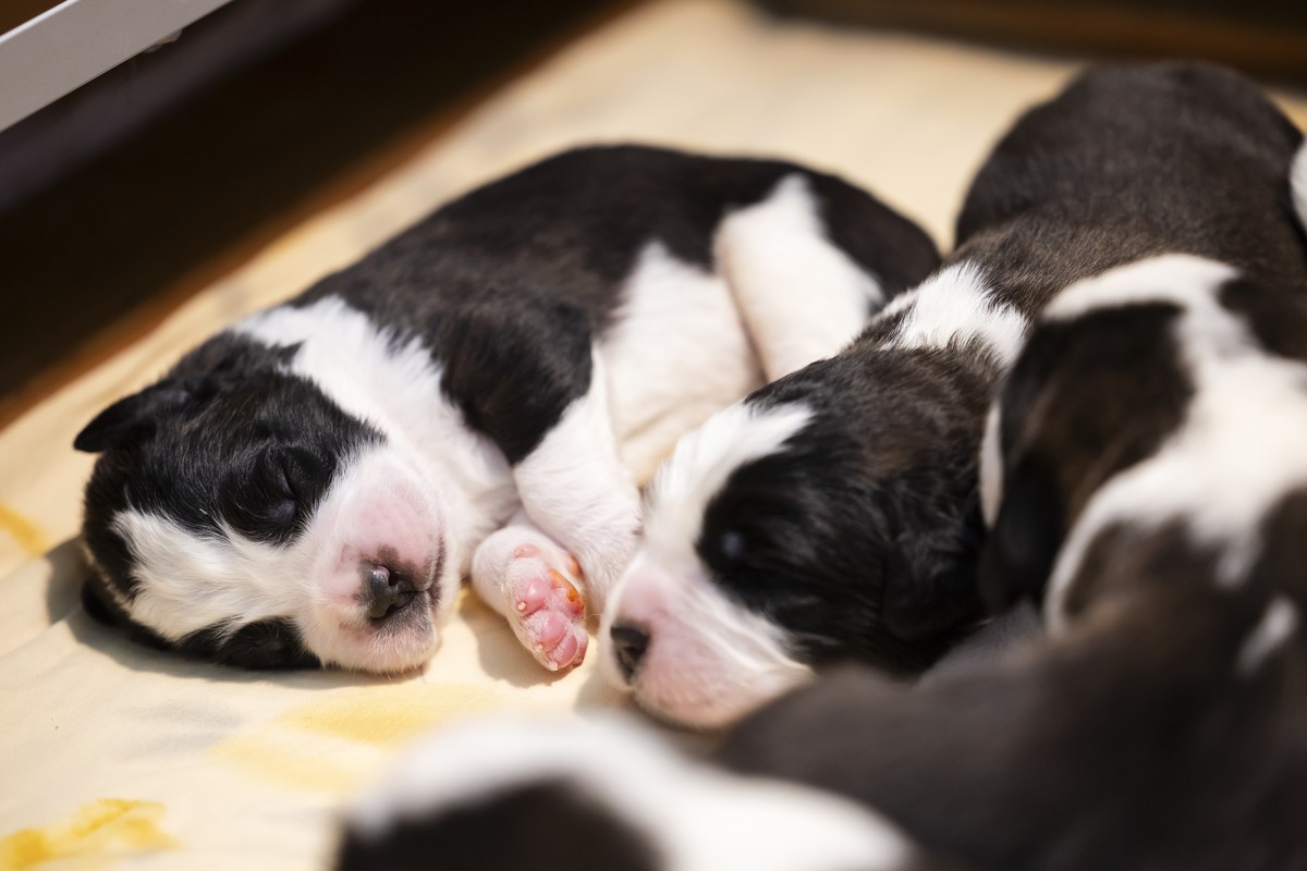 Les chiots Saint-Bernard, photographies ce mardi 28 octobre 2025 a Martigny. Onze chiots Saint-Bernard, sept males et quatre femelles, sont nes de la portee de «Plume» et de «Tipsy» le 19 octobre a la ...