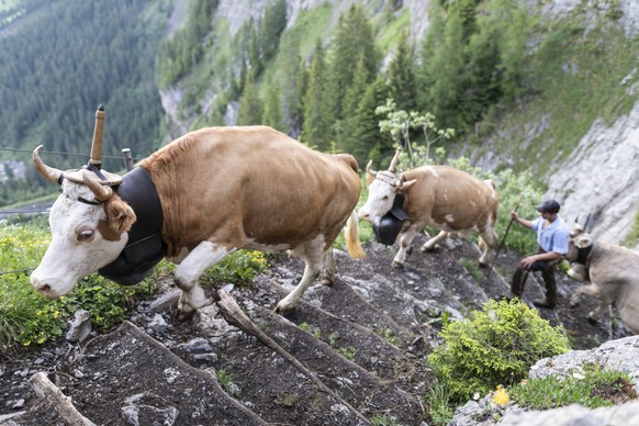 Geschmueckte Kuehe und ihre Sennen steigen den engen und steilen Pfad von Adelboden auf die Engstligenalp hoch, am Montag, 28. Juni 2021, in Adelboden. Rund 500 Kuehe ueberwinden die 600 Hoehenmeter w ...