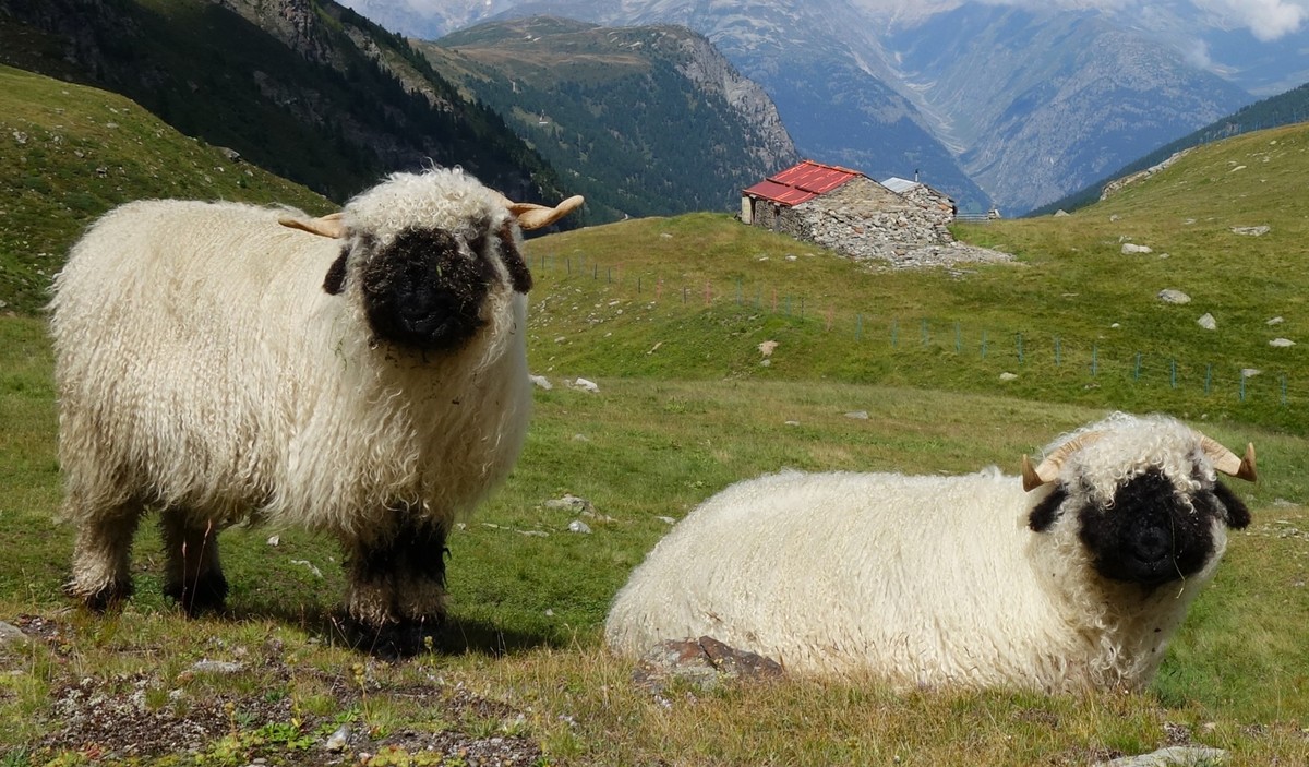 Reportage von der Alpe Nanztal im Kanton Wallis. Schäfer Oliver Gottsporn zeigt seine Schwarznasenschafe und erzählt, warum der Wolf ihm das Leben schwer macht.