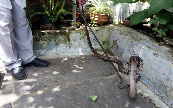 epa04296478 Snake expert Mohd. Saleem catches a king cobra snake at a house in Bhopal, India, 03 July 2014. Due to high humidity and hostile weather conditions in hot summer, snake occurence and their ...