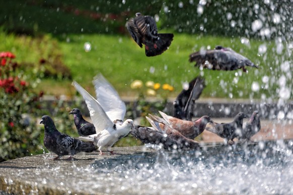 Hot weather in Odesa Pigeons are staying by a fountain on a hot summer day in Odesa, Ukraine, on July 13, 2024. NO USE RUSSIA. NO USE BELARUS. Odesa Ukraine PUBLICATIONxNOTxINxFRA Copyright: xNinaxLia ...