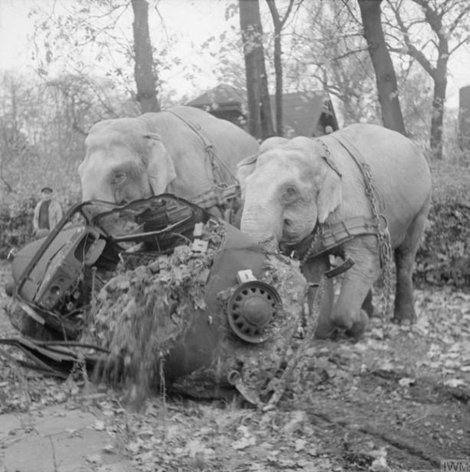 Ungewöhnlicher Einsatz: Die beiden Zirkuselefanten Kiri und Many räumten 1945 in Hamburg Fahrzeugwracks und Bombentrümmer weg. 