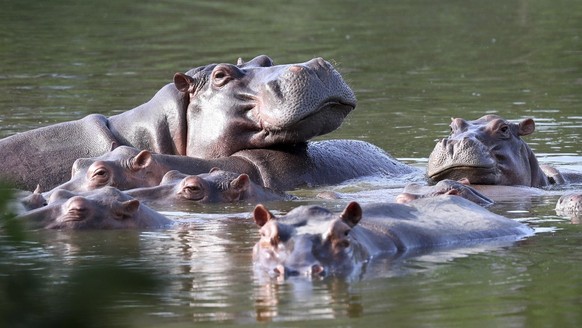 Hippos float in the lake at Hacienda Napoles Park, once the private estate of drug kingpin Pablo Escobar who imported three female hippos and one male decades ago in Puerto Triunfo, Colombia, Thursday ...