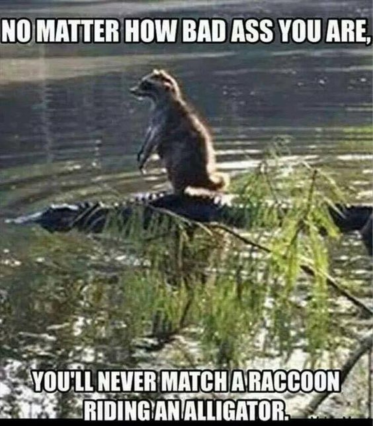 Lustige Tiere.
Hakuna Matata.

Whatever. Wenn du das hier liest, hast du wohl nichts Besseres zu tun?