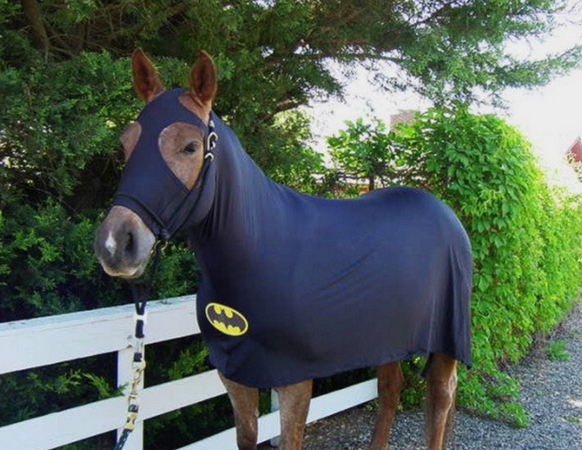 Pferd mit Batman
Cute News
https://imgur.com/gallery/j4ggH