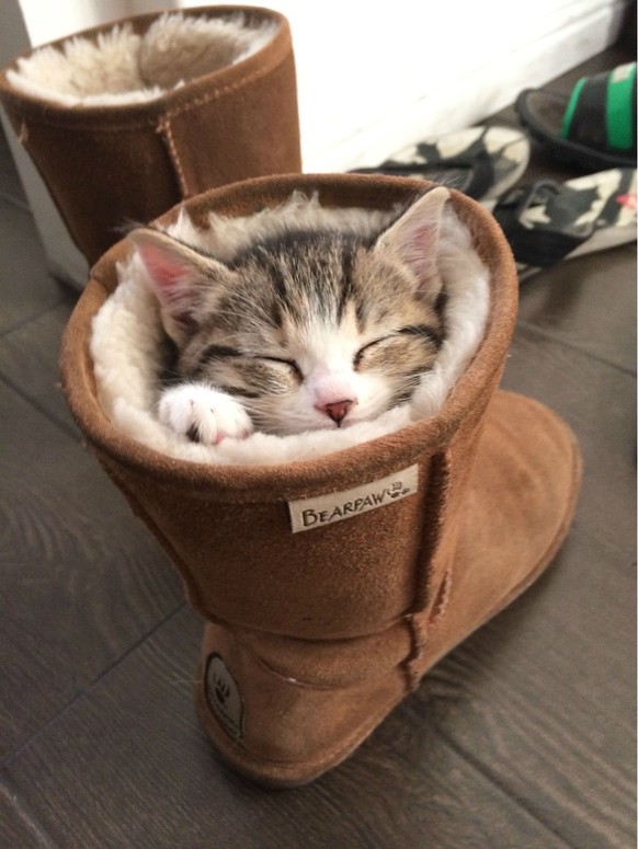 Katze in einem Winterstiefel

http://imgur.com/gallery/qlGHqVj