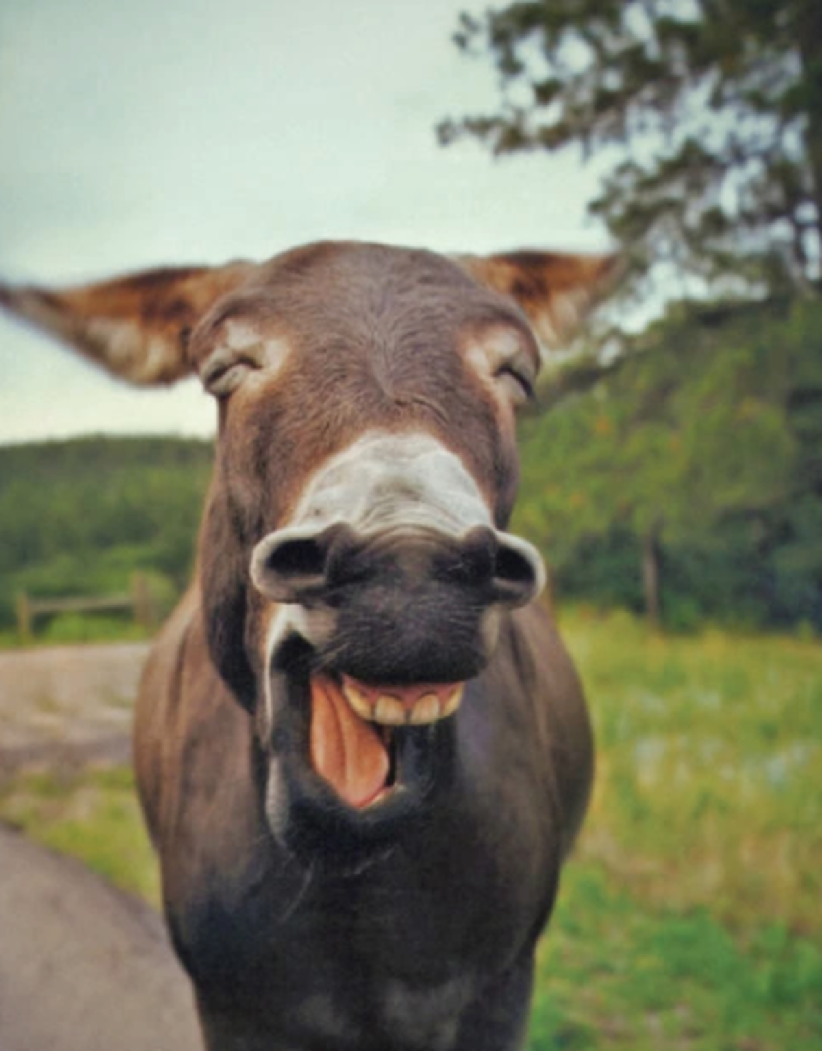 Lustige Tierbilder