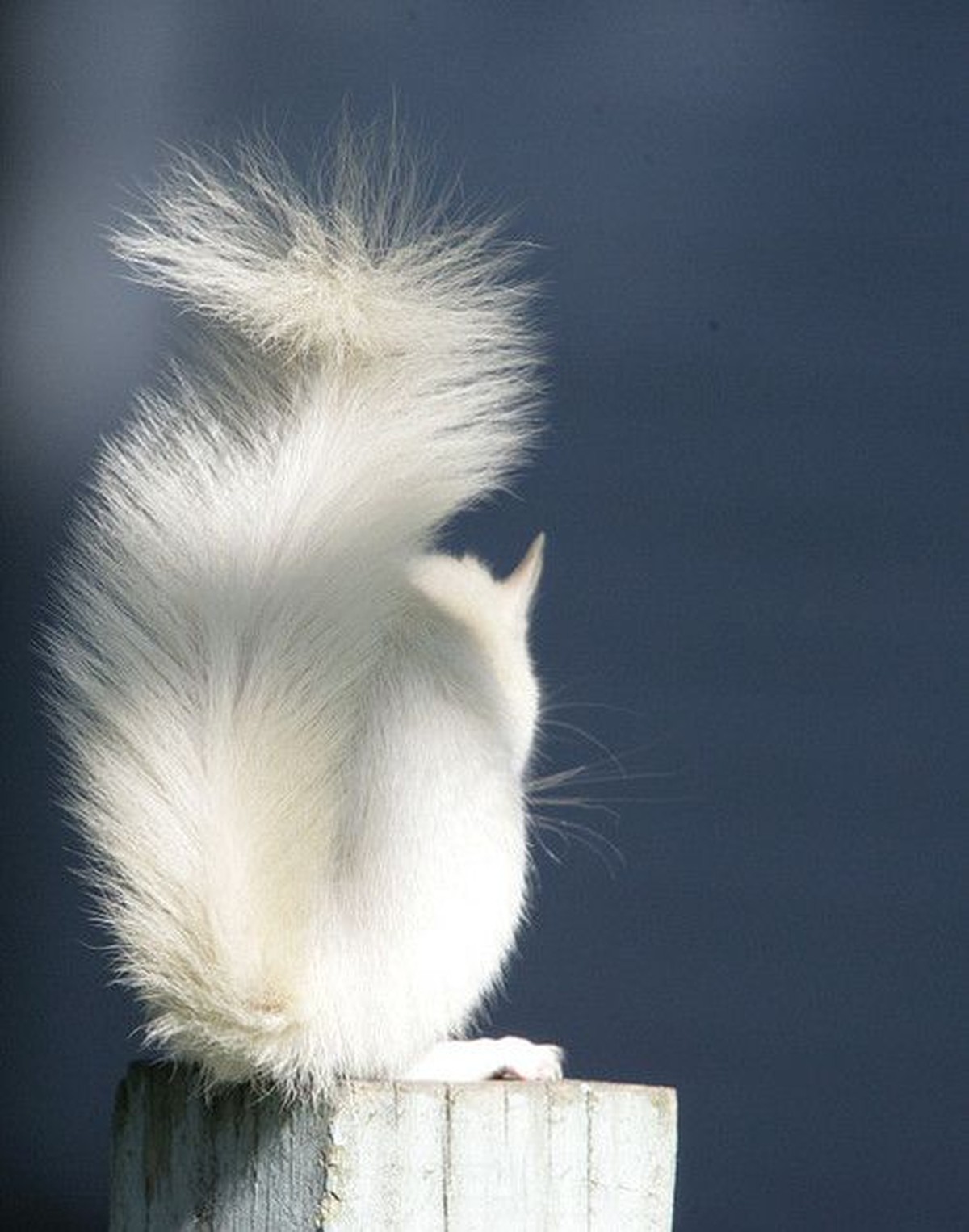 Albino-Eichhörnchen von hinten

http://thebeldam.tumblr.com/page/530