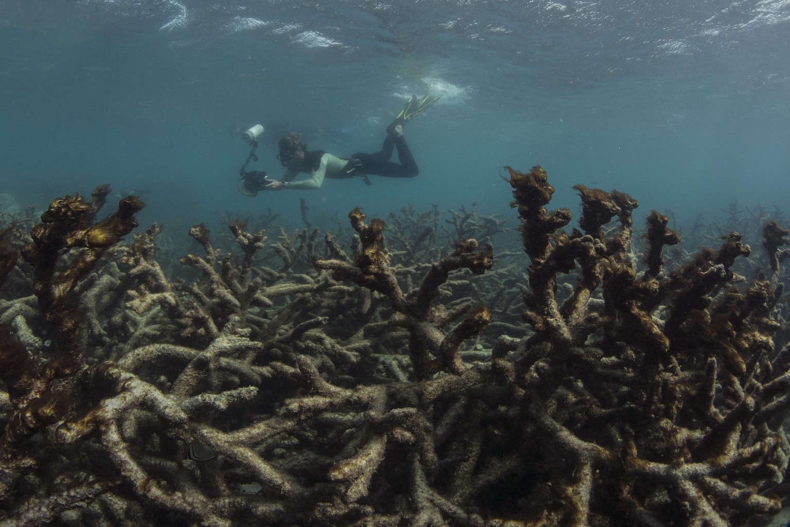 epa05351079 A handout picture made available by the XL Catlin Seaview Survey on 08 June 2016 shows the aftermath of the bleaching event at Lizard Island, on the Great Barrier Reef, off Queensland&#039 ...