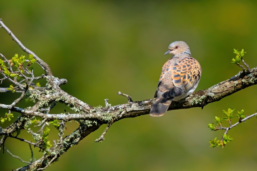 Turteltaube, Turtle Dove, European Turtle Dove, European Turtle-Dove, Streptopelia turtur, Tourterelle des bois, Tórtola Europea, Tórtola Común