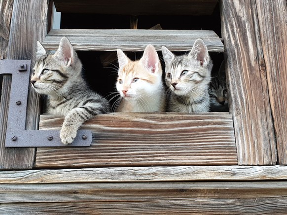 1 RÃ¤tsel + 24 Tierbilder, damit der Freitag schneller vorÃ¼bergeht. WER IST DABEI?
Baby buselis erkunden den Bauernhof meiner Schwiegereltern. ð