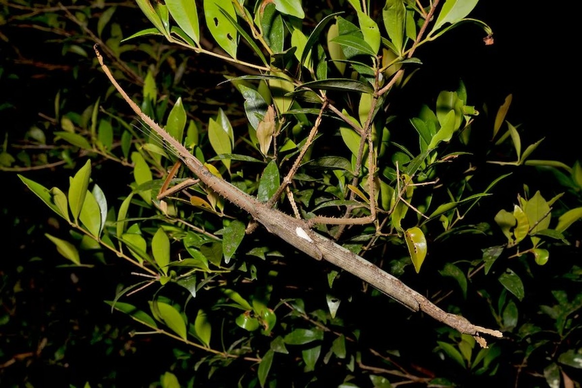 Acrophylla alta, Gespenstschrecken-Art, die 2025 in Queensland entdeckt wurde.
