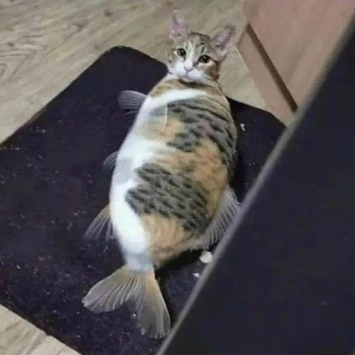 cute news photoshop

https://ch.pinterest.com/pin/68746873346/