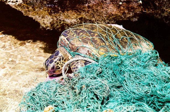 Umweltverschmutzung Garbage Plastikmüll Meeresverschmutzung Schildkröte Fischernetz