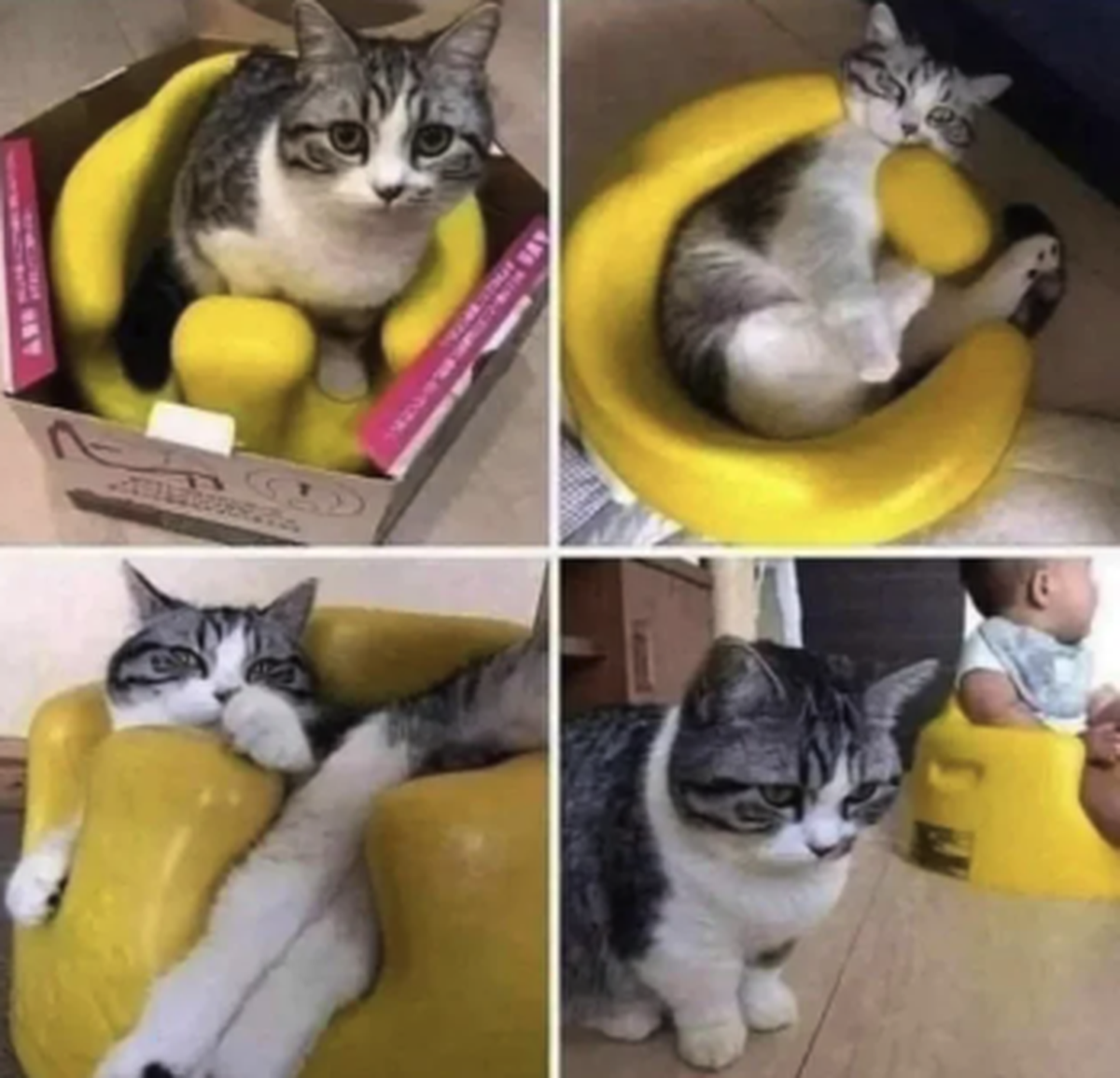 Katze 

https://www.reddit.com/r/hmmm/comments/1x85o13/hmmm/