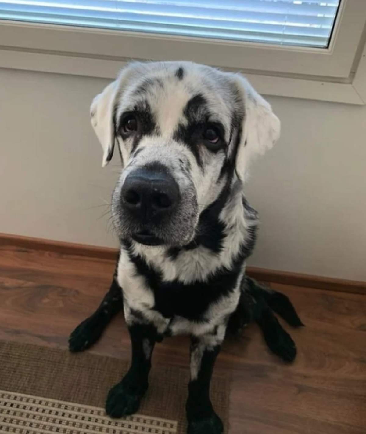 Hund 

https://www.reddit.com/r/Damnthatsinteresting/comments/1kbevev/a_compilation_of_animals_with_vitiligo/?tl=de#lightbox