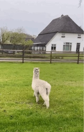 Animiertes GIF