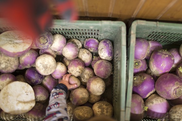 Turnips piled up in boxes before they are being carved for the so called &quot;Raebelichetliumzug&quot; (verbatim: turnip light procession), a Swiss tradition, captured at the community centre Loogart ...
