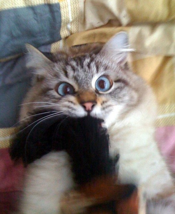 Katze verkneift sich das Lachen.
http://imgur.com/gallery/HwtCPYe