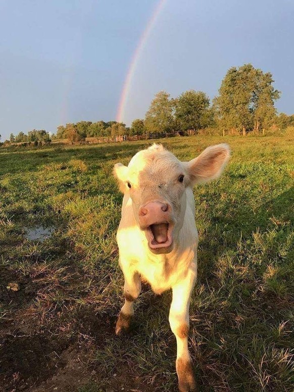 cute news tier kuh

https://ch.pinterest.com/pin/1121888957181253663/