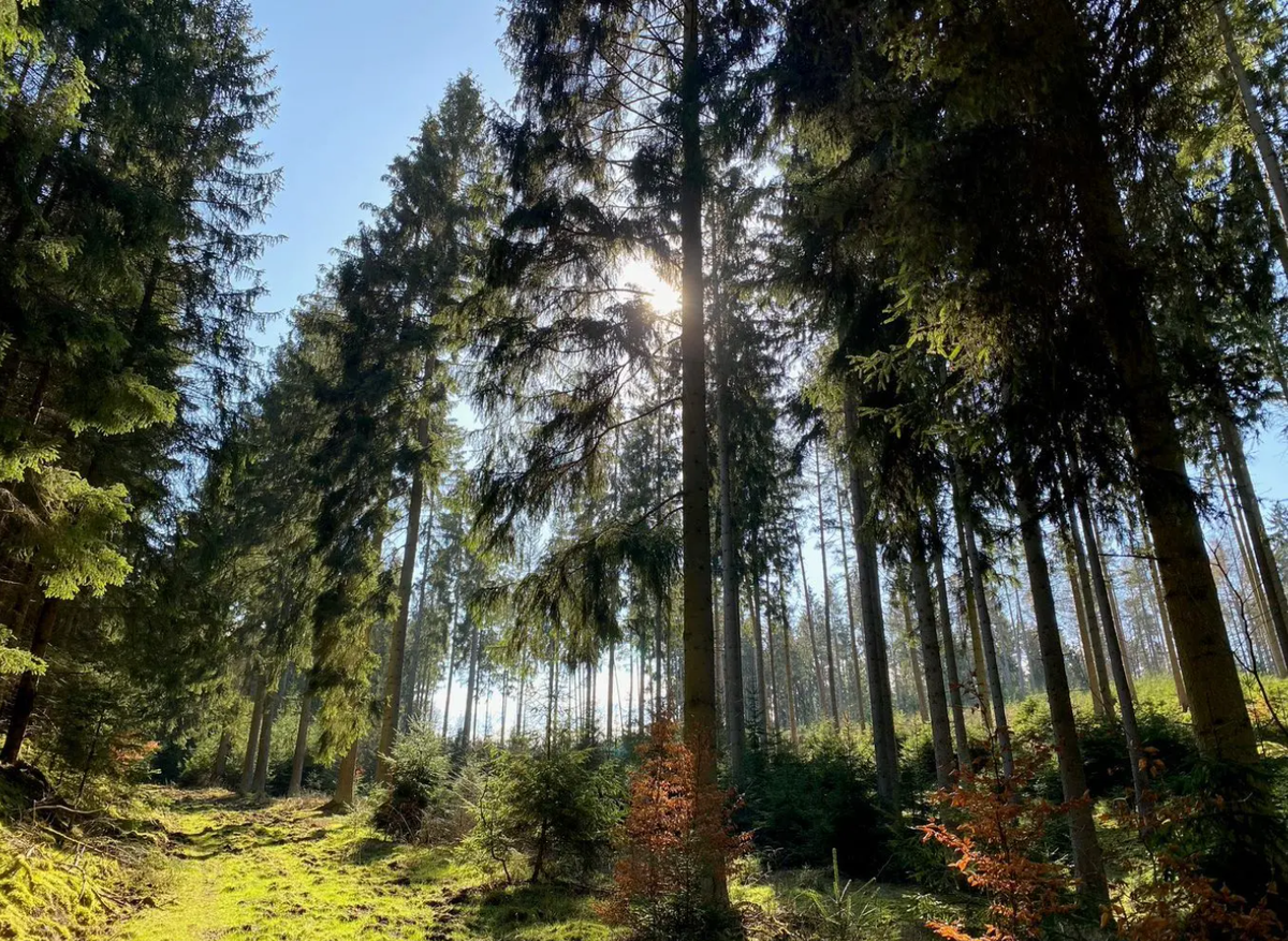 Wald Post Deutschland