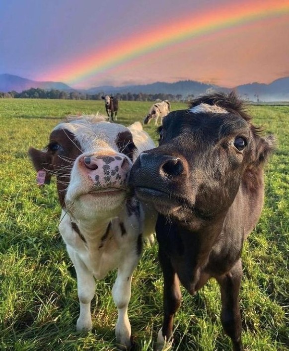Kühe mit Regenbogen