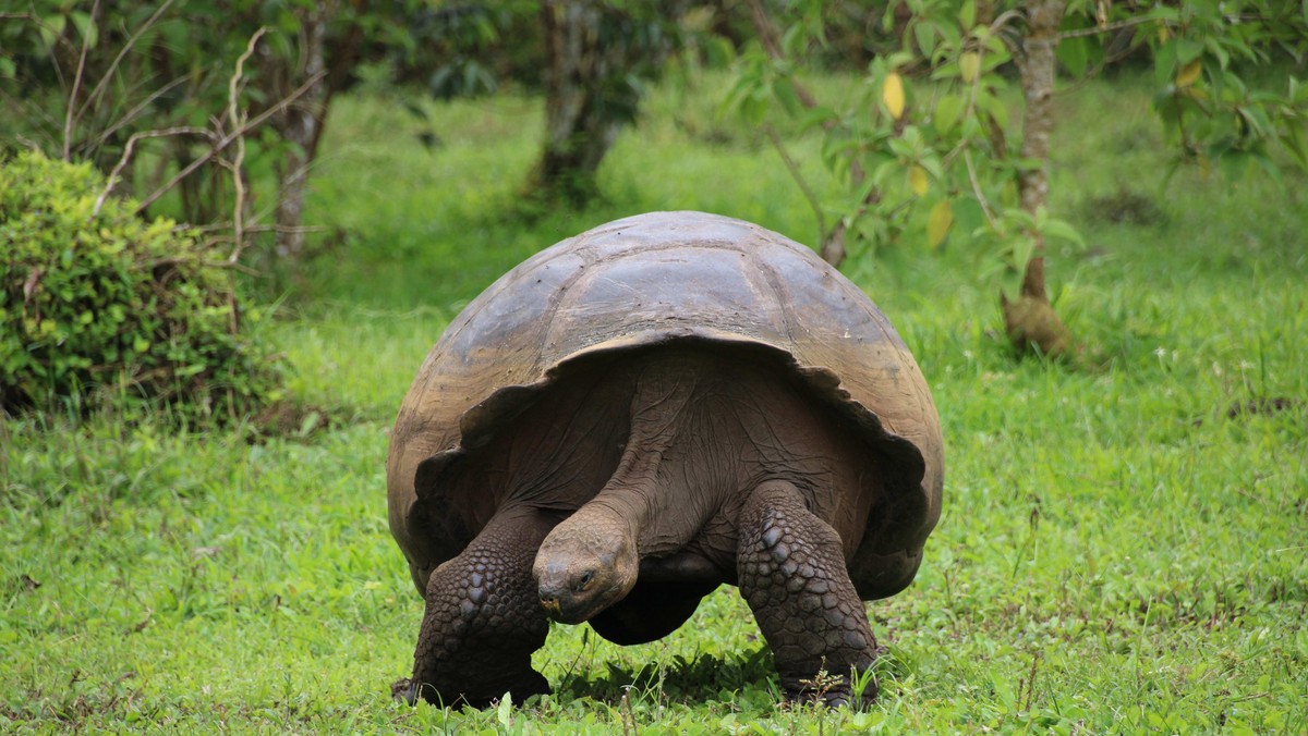 epaselect epa09583384 A giant tortoise walks on the island of Santa Cruz, in the Galapagos archipelago, Ecuador, 13 November 2021 (issued 15 November 2021). Ecuador seeks a "green" way out o ...