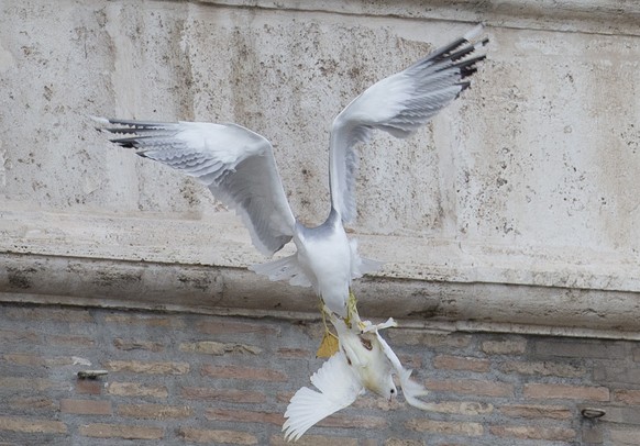 Dabei musste die Taube einige Federn lassen. Beiden Vögeln gelang es, sich zu befreien und davonzufliegen.